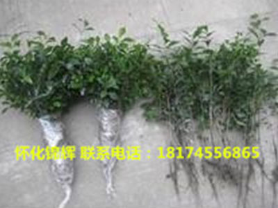 金弹子树小苗2