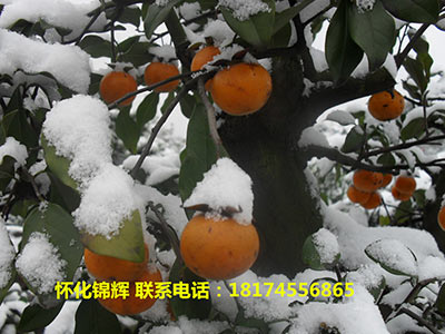 雪中金弹子