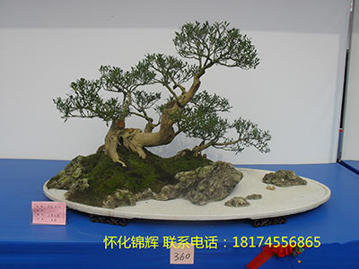小叶黄杨