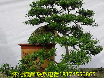 黄杨盆景2