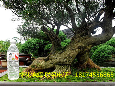 黄杨盆景3