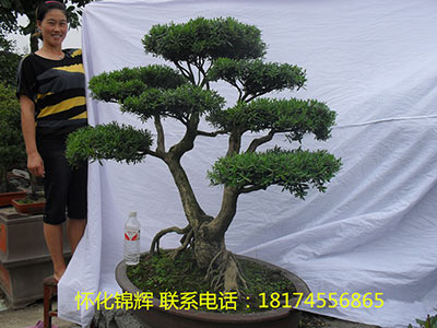 小叶雀舌黄杨