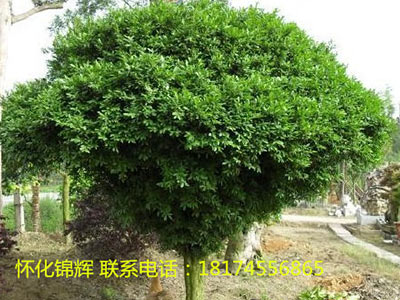 黄杨树