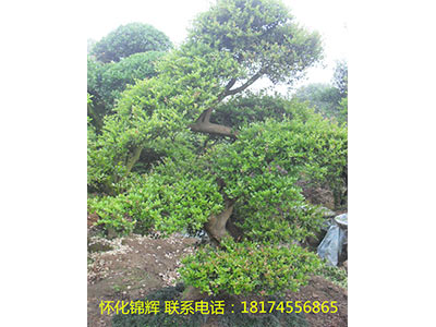 赤楠树桩1