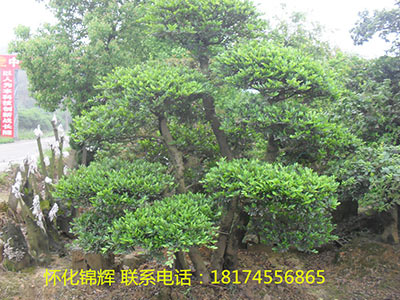 中华文木树桩1