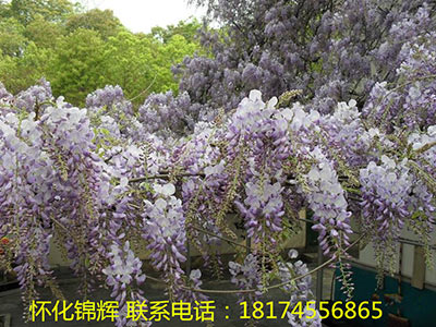 紫藤花