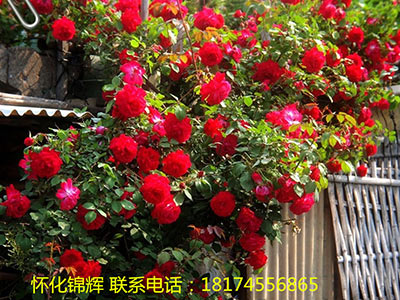 蔷薇月季