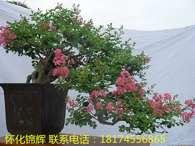 紫薇盆景