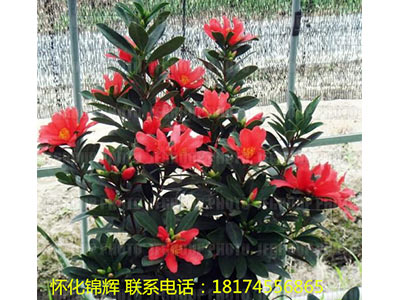 四季红山茶