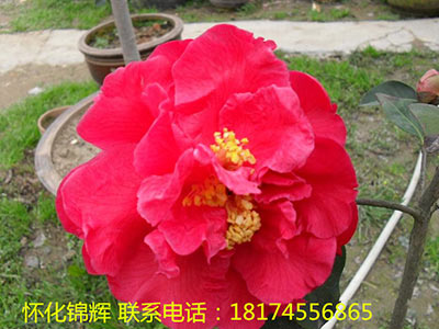 山茶花