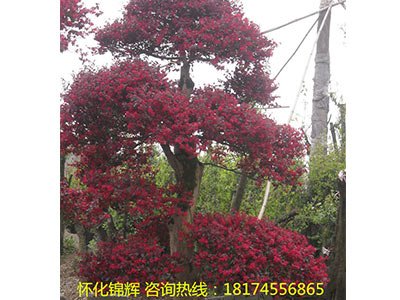 红花继木树桩2