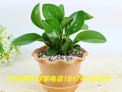 绿植