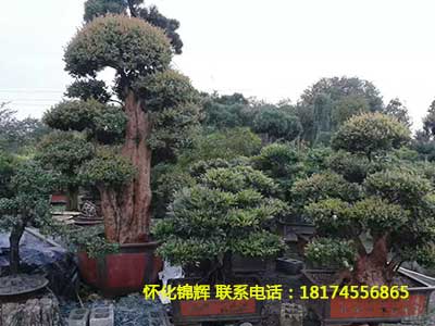 赤楠树桩2