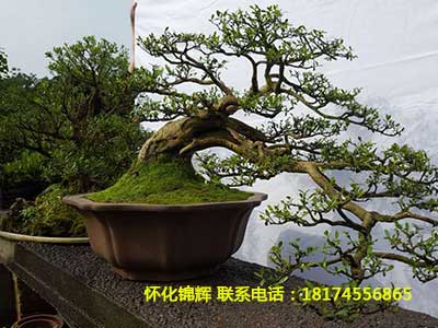 黄杨盆景1