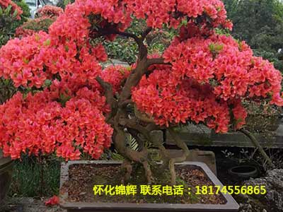 杜鹃花盆景2