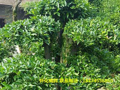 金弹子树桩2