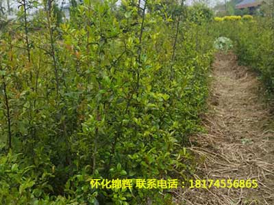 金弹子树小苗1