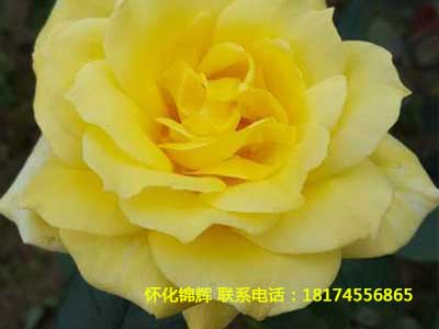大花月季3