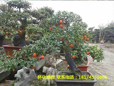 金弹子盆景2