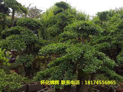 金弹子树桩1