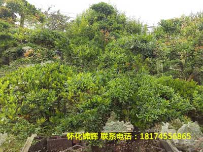 中华文木树桩2