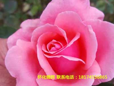 大月季花2