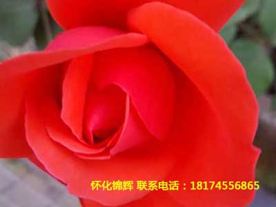 大花月季1