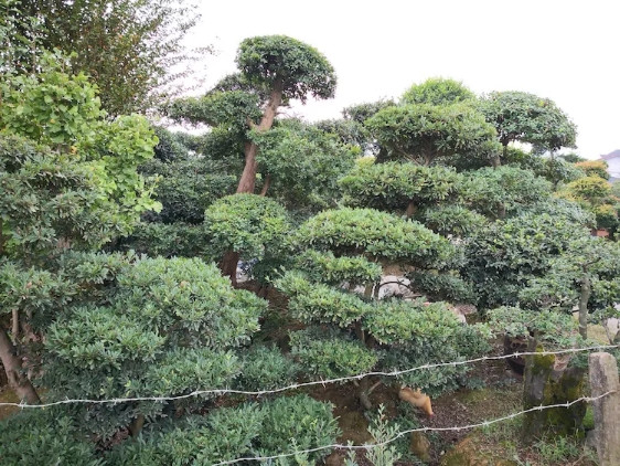 中华文木桩景