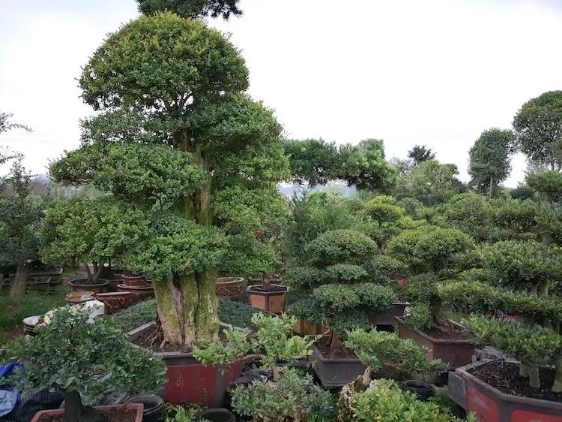 赤楠桩景2