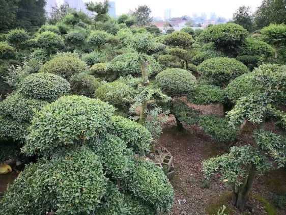 中华文木树桩2
